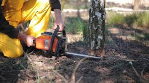 Best Arborist Consultation Services  in Fairfield, CA