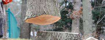 Professional Tree Care in Fairfield, CA