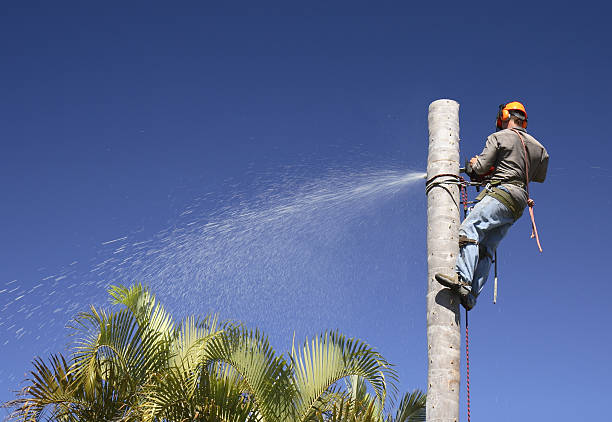 Best Hazardous Tree Removal  in Fairfield, CA