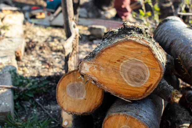 Best Utility Line Clearance  in Fairfield, CA