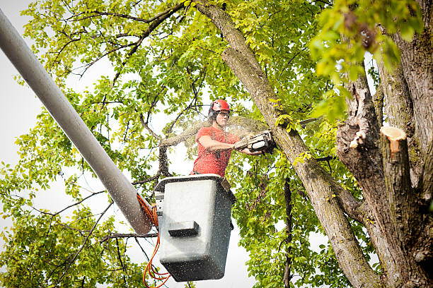 Best Firewood Processing and Delivery  in Fairfield, CA