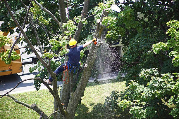 How Our Tree Care Process Works  in  Fairfield, CA