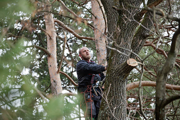 Best Tree and Shrub Care  in Fairfield, CA