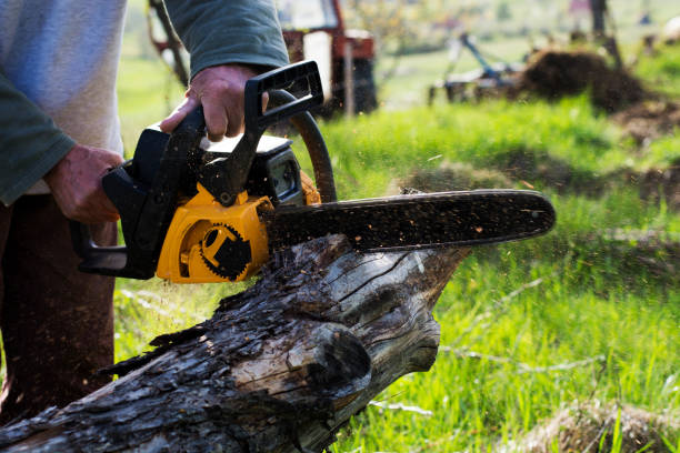 Best Tree Removal  in Fairfield, CA