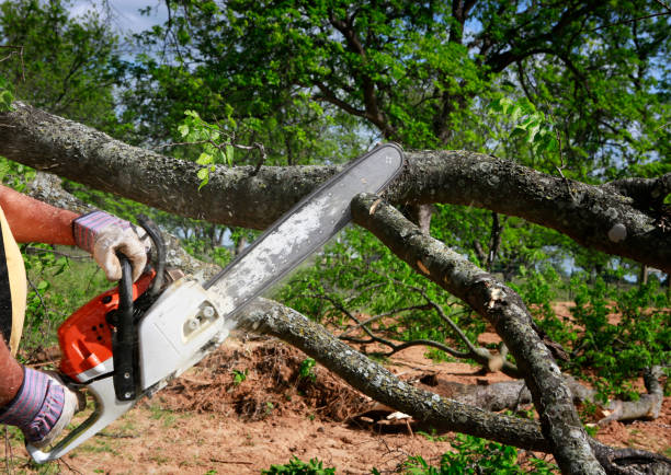 Best Commercial Tree Services  in Fairfield, CA
