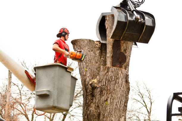 Best Tree Trimming and Pruning  in Fairfield, CA